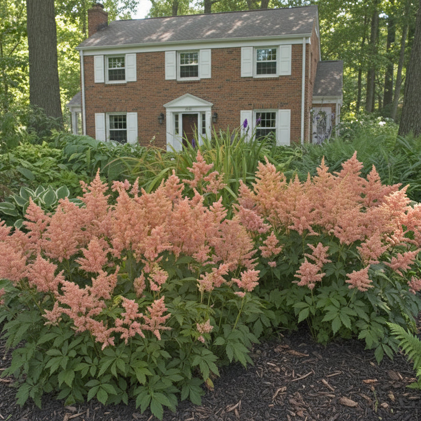 Astilbe Peach Blossom in a front yard shade garden