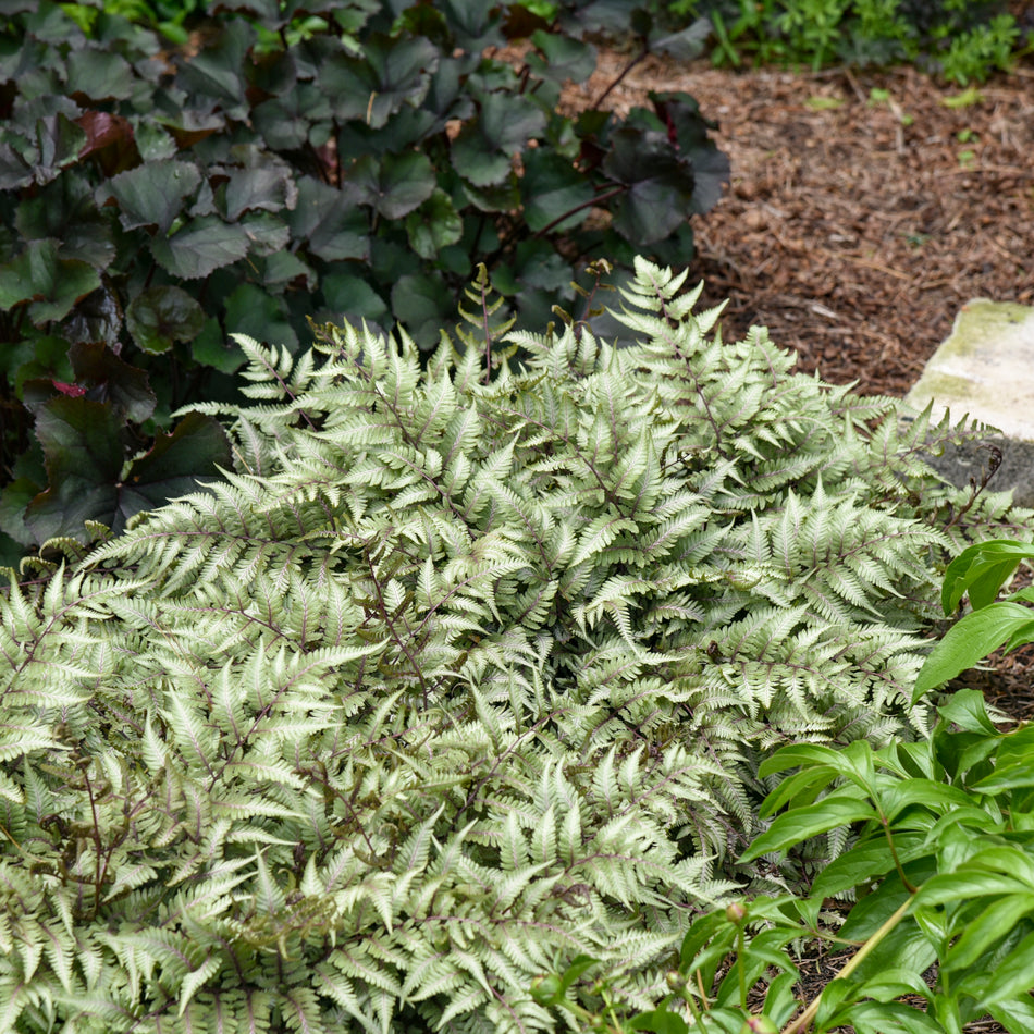 Athyrium Godzilla - Fern