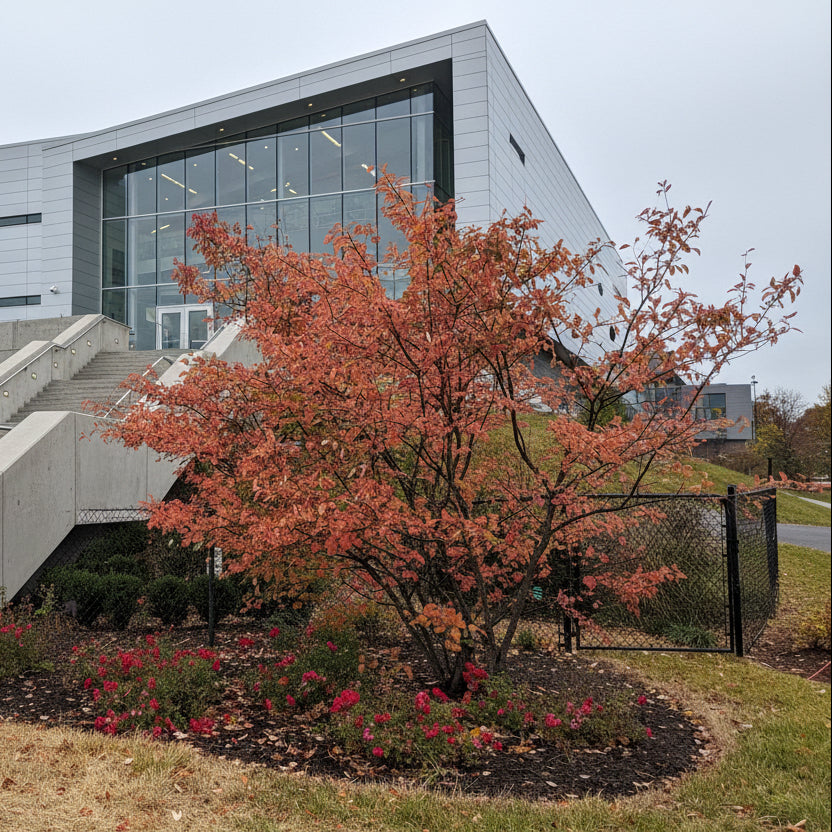 Autumn Brilliance Serviceberry - Multi-Stem Trunk