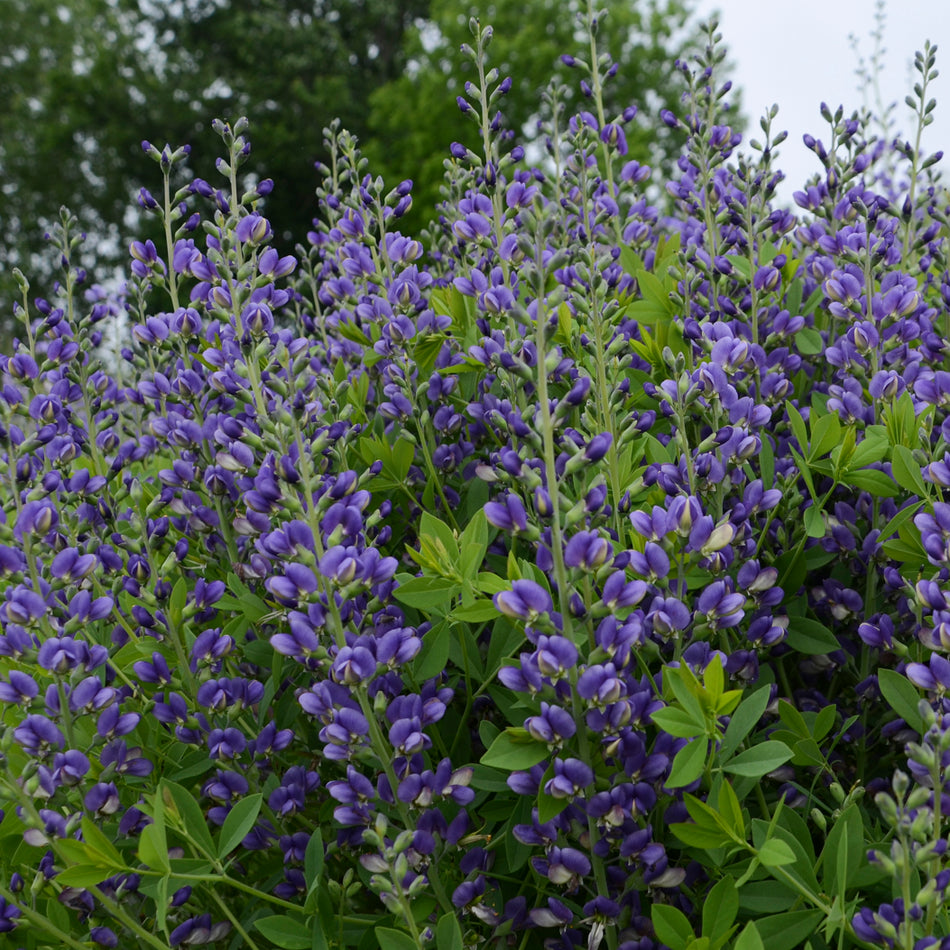 Baptisia Blueberry Sundae