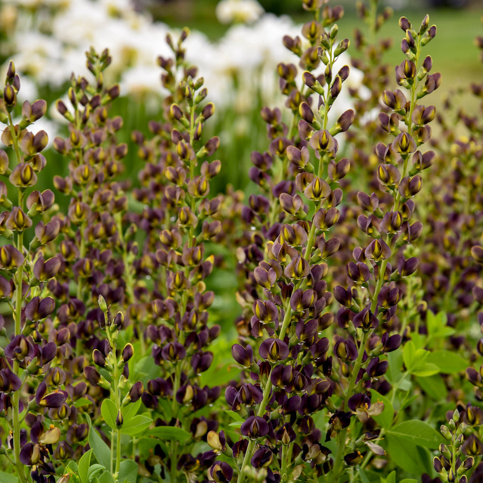 Baptisia 'Dark Chocolate'