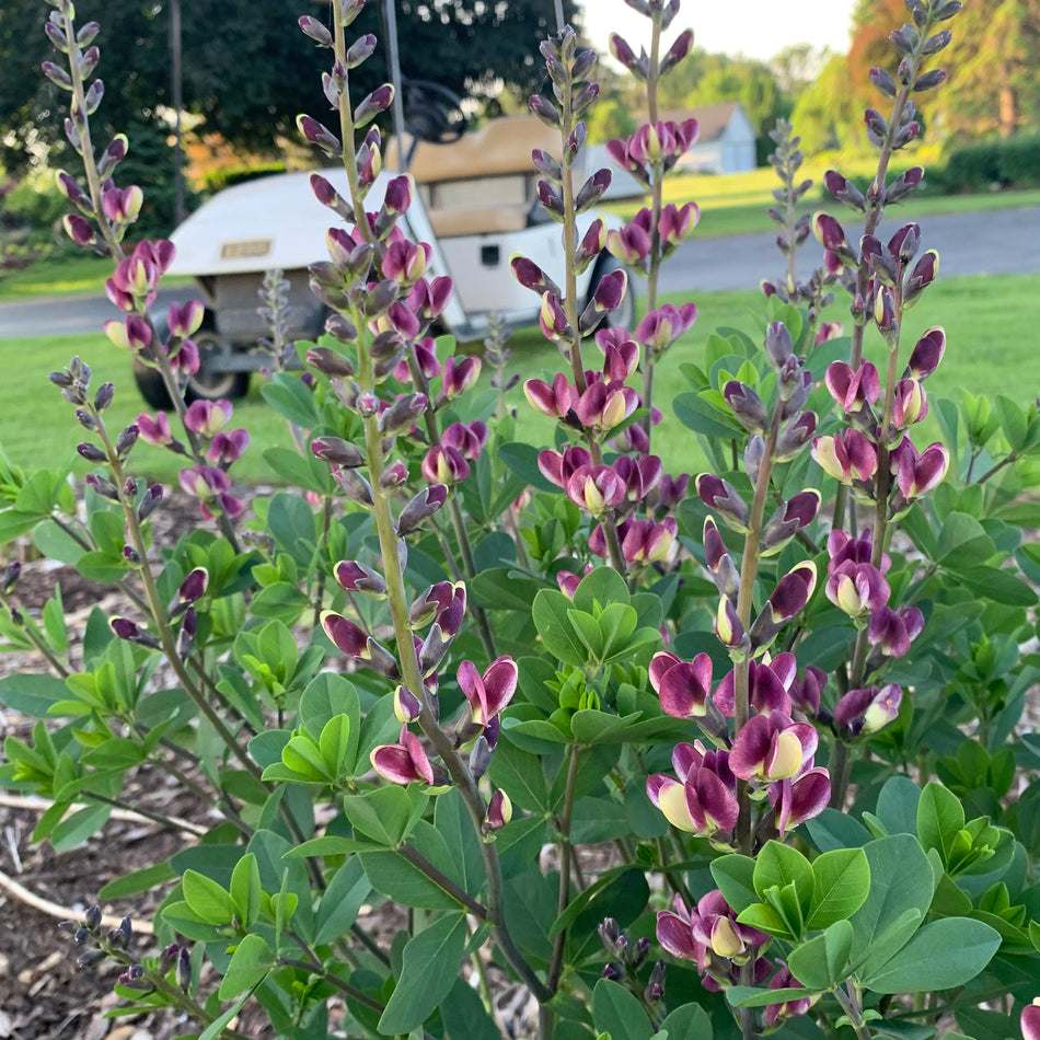 Baptisia 'Grape Escape'