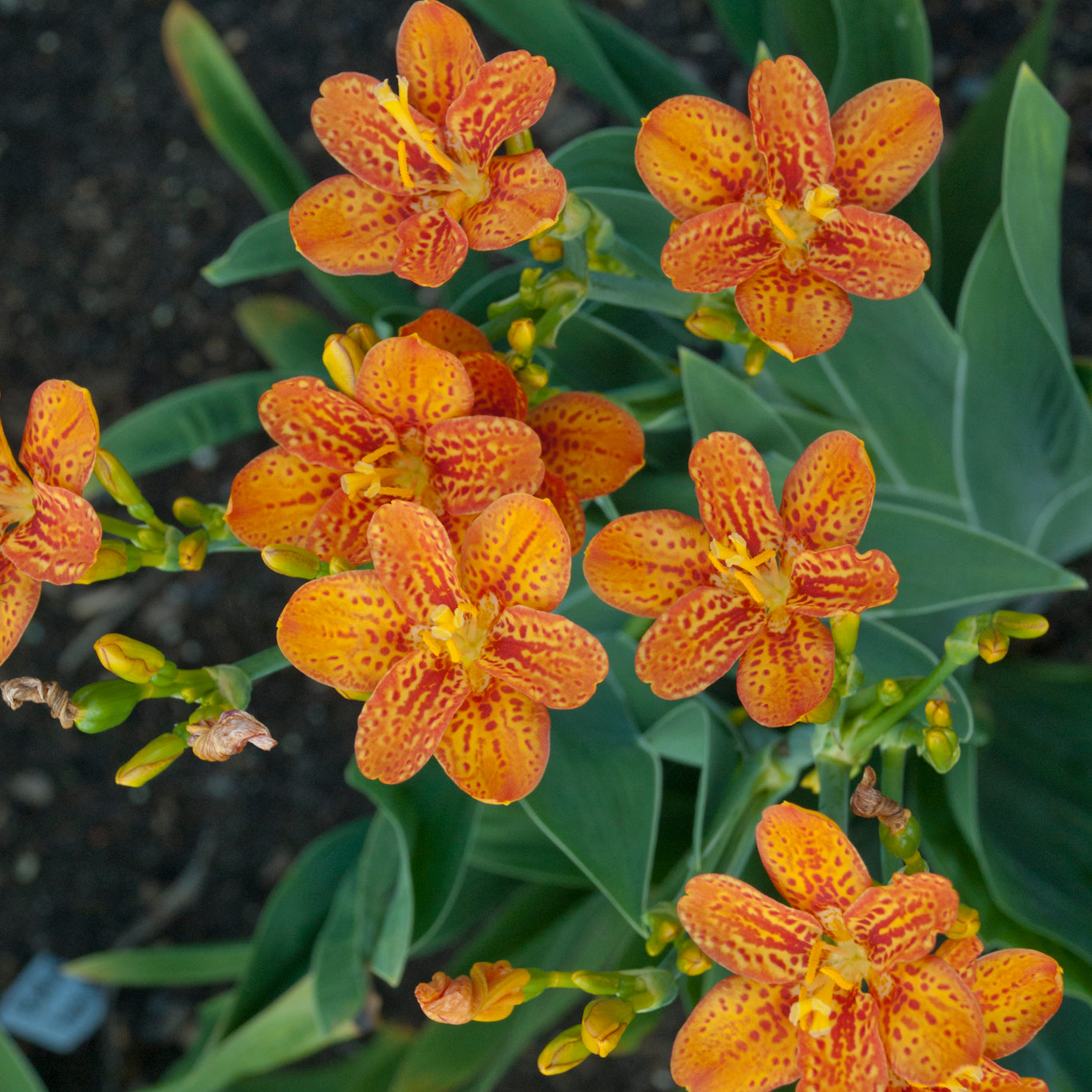 Belamcanda 'Freckle Face' - Blackberry Lily – New Blooms Nursery