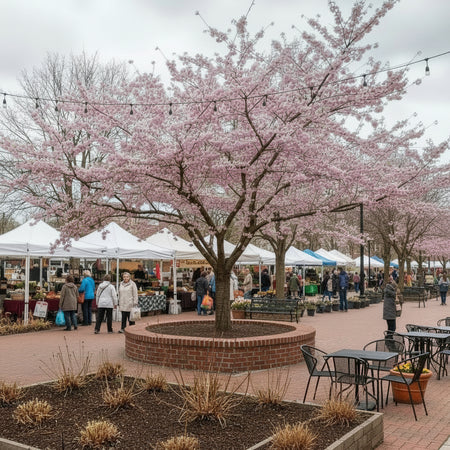 Blossoming tree in a garden with a bench and rocks on a clear day - Prunus Mume Bonita