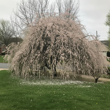Tree with bloom covered branches against a gray sky - Prunus Mume - Bridal Viel