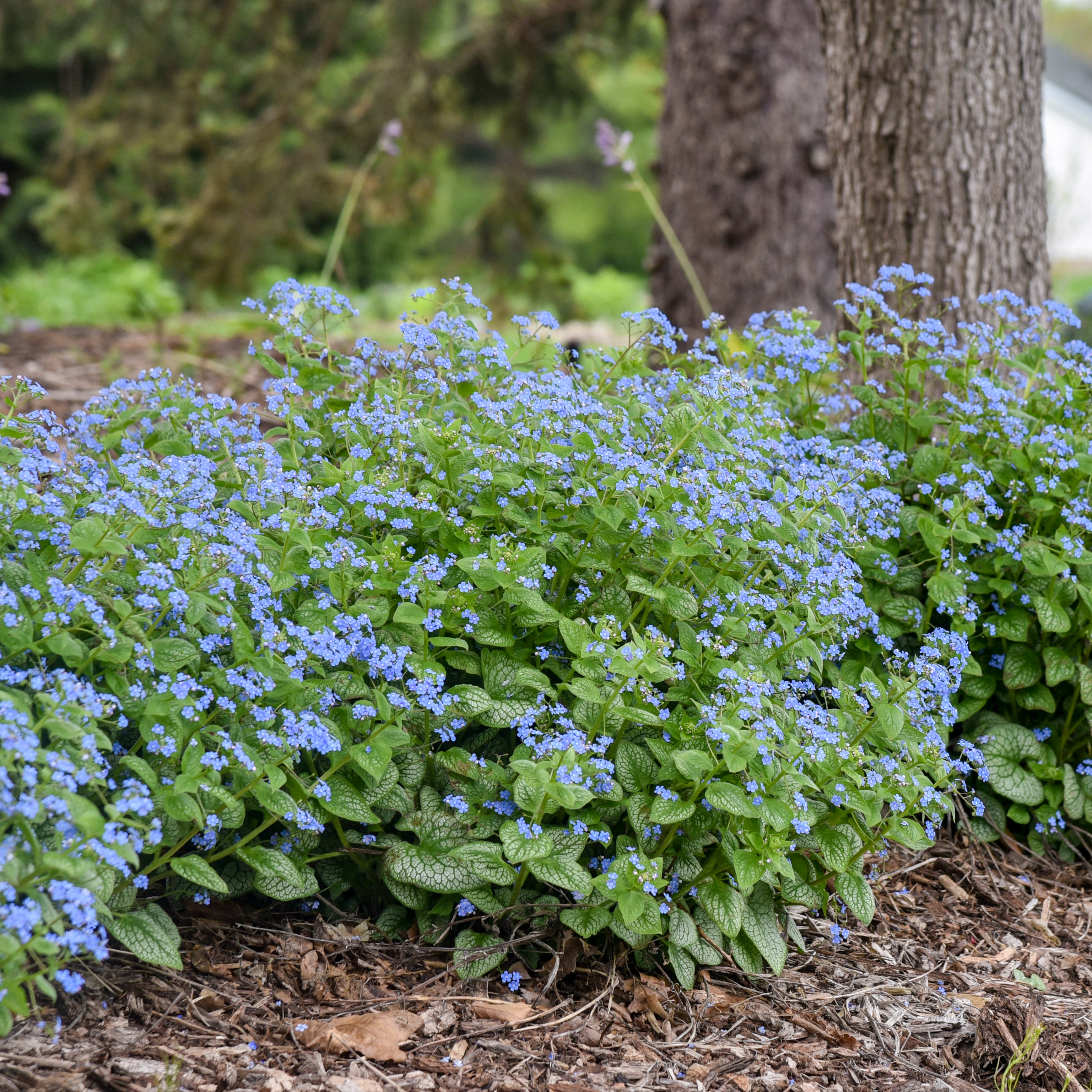 Brunnera m. 'Jack of Diamonds' – New Blooms Nursery