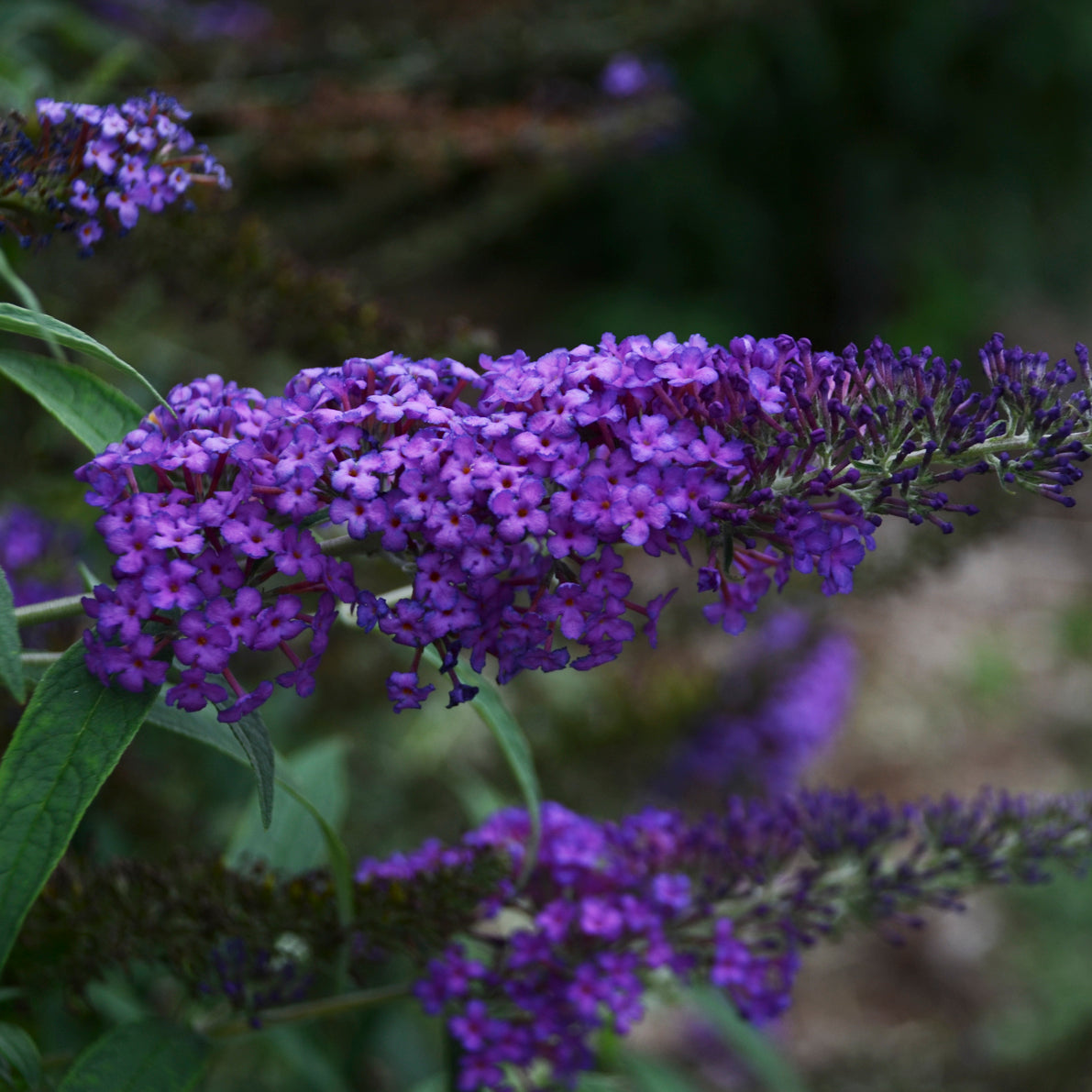 Monarch Buddleia Butterfly Bush