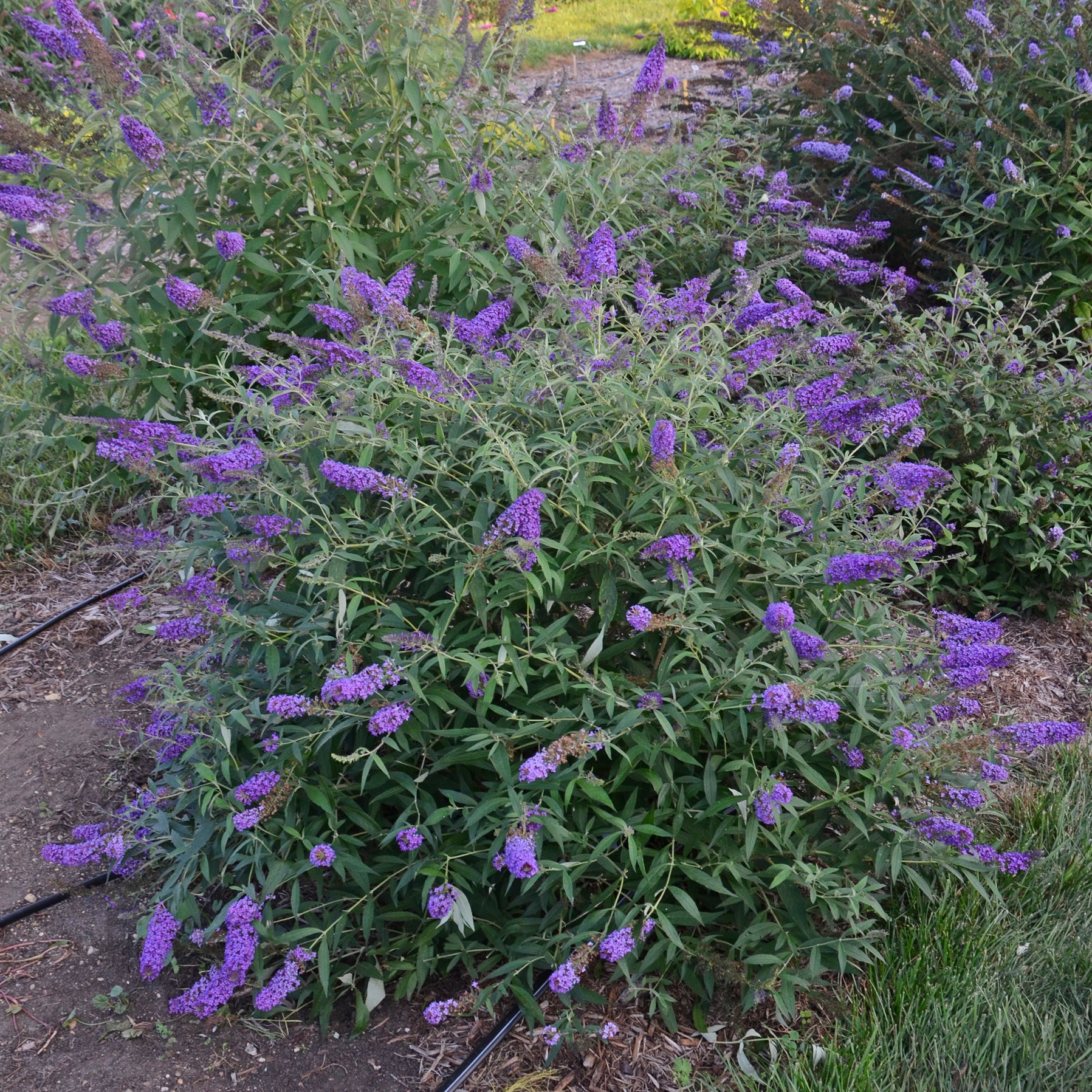 Monarch Buddleia Butterfly Bush - Thumbnail 3