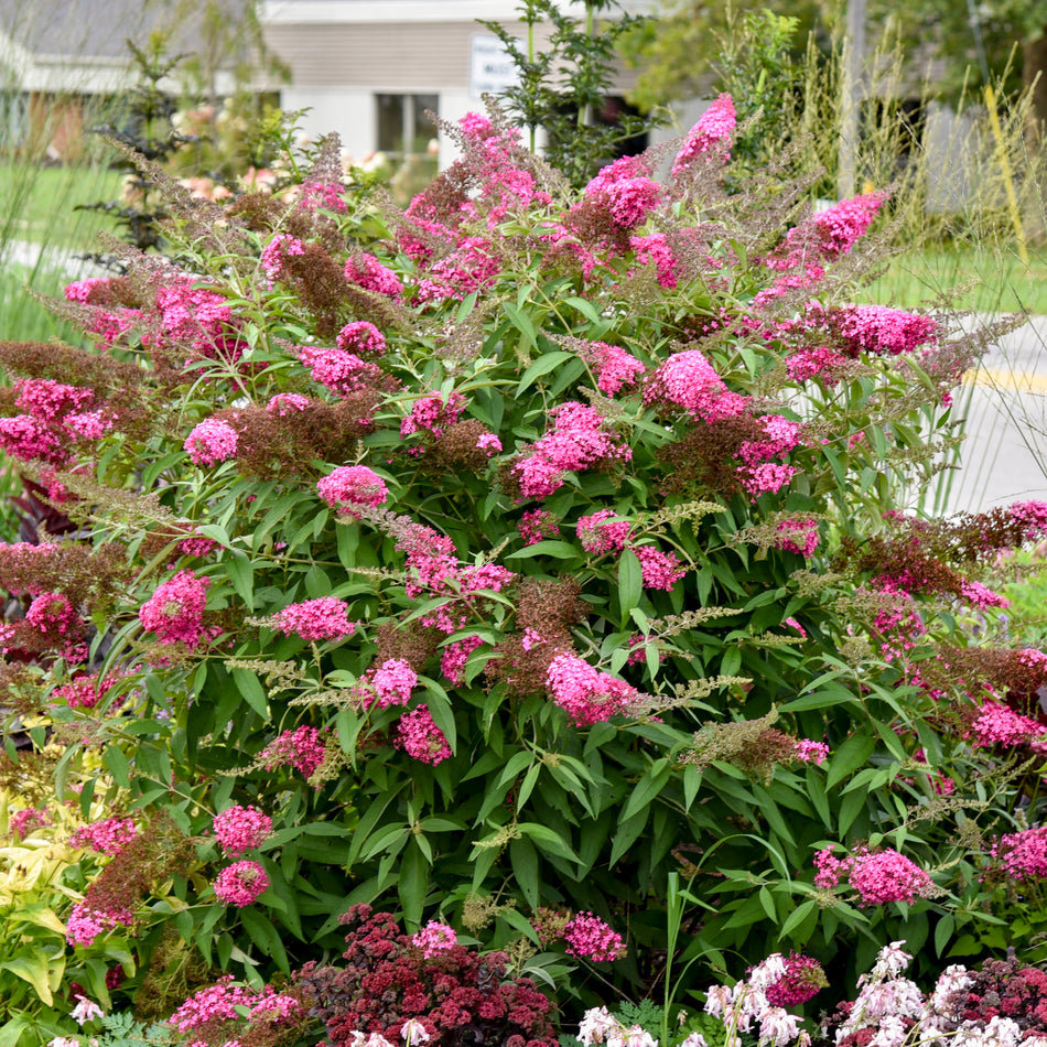 Buddleia 'Cherry Royale' MONARCH® - Butterfly Bush