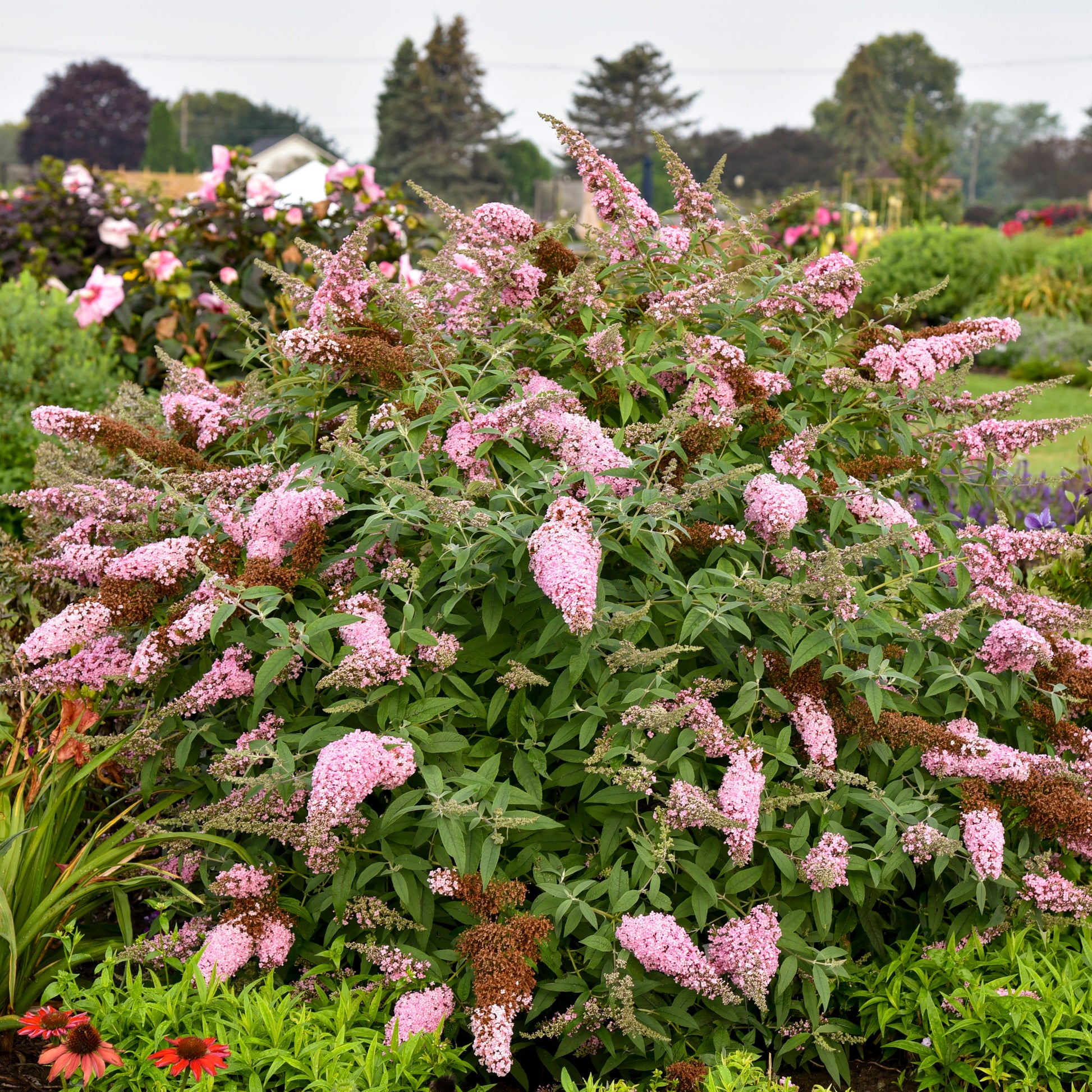 Buddleia Princess Pink Butterfly Bush New Blooms Nursery buddleia-princess-pink-butterfly-bush-new-blooms-nursery