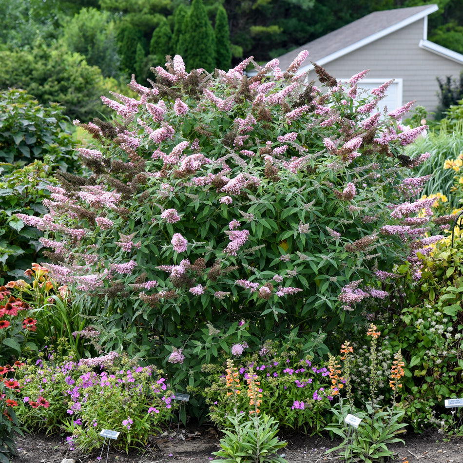 Buddleia Princess Pink - Butterfly Bush