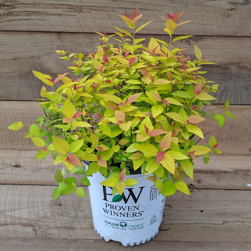 Double Play Candy Corn Spirea