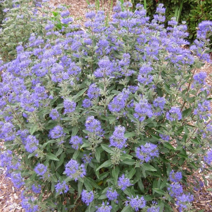 Caryopteris x clandonensis Dark Knight