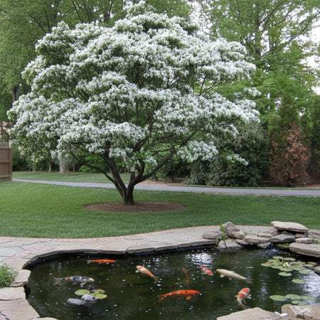 China Snow Fringe Tree with Koi Pond