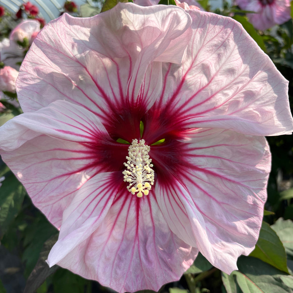 Hibiscus - 'Cherry Choco Latte'