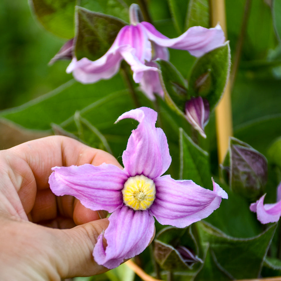 Clematis 'Stand by Me Pink'