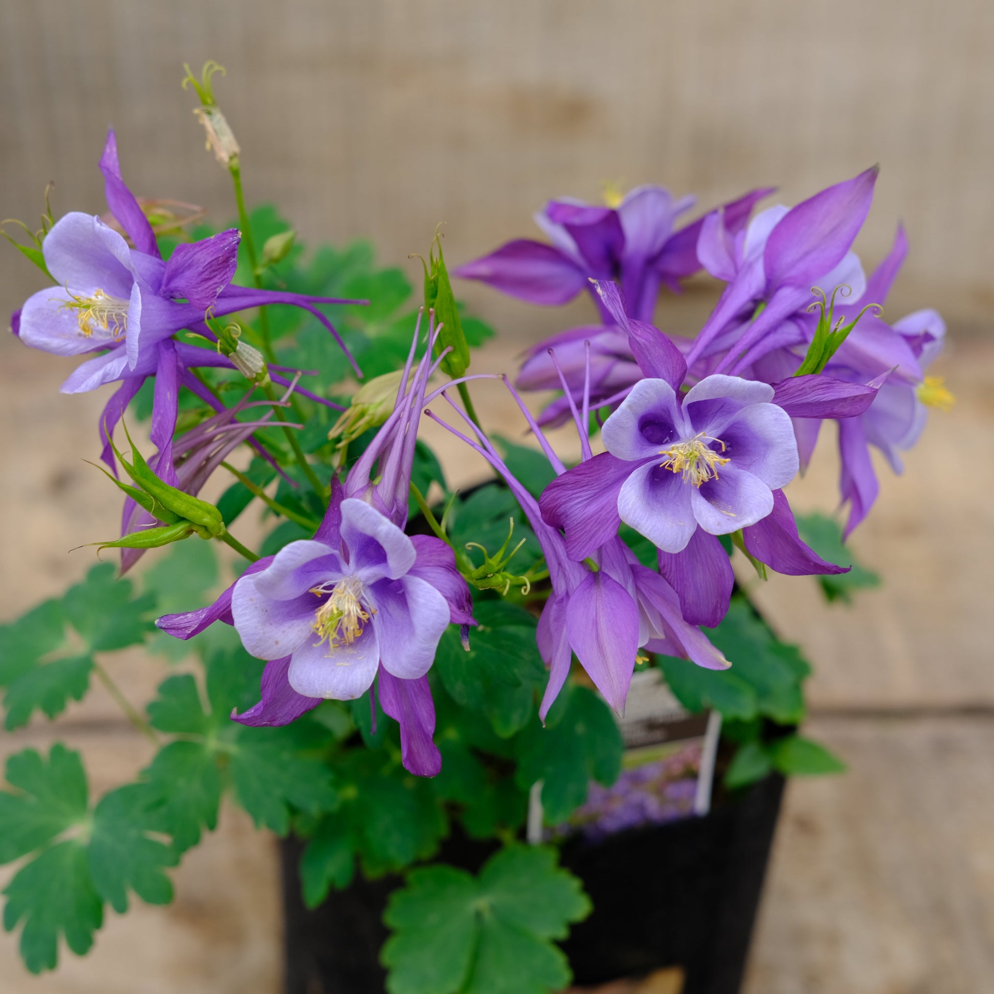 columbine plant Aquilegia EARLYBIRD Purple Blue
