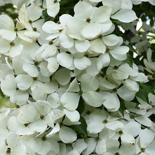 Constellation Dogwood® Rutcan - Hybrid White Dogwood