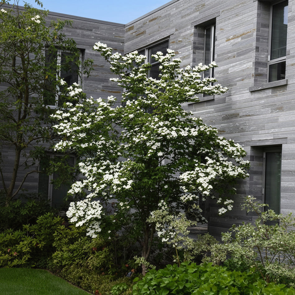 Constellation x Hybrid Rutgers Dogwood in a campus setting