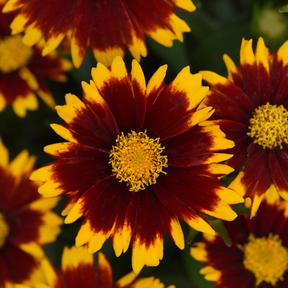 Coreopsis UPTICK™ RED - Tickseed