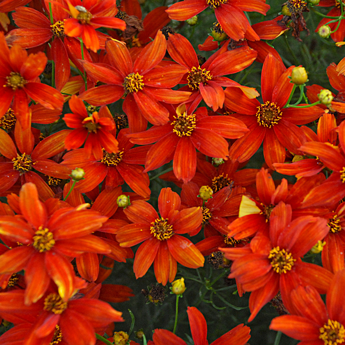 Coreopsis 'Crazy Cayenne' - Tickseed