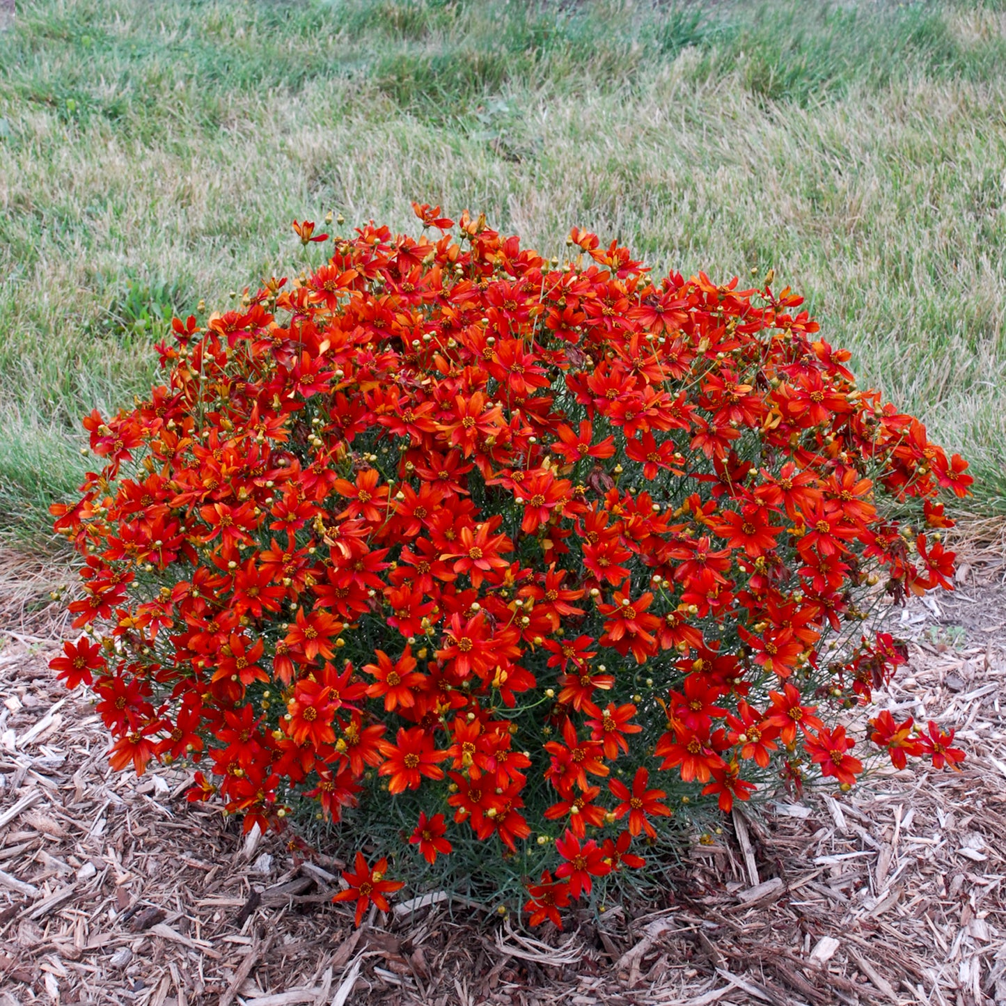 Coreopsis 'Crazy Cayenne' - Tickseed