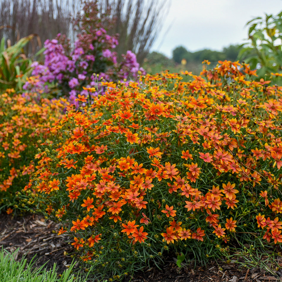 Coreopsis 'Crazy Cayenne' - Tickseed