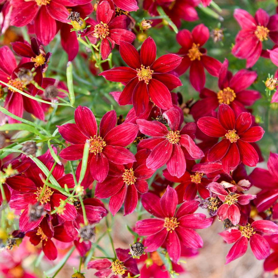 Coreopsis 'Scarlet Ribbons' - Tickseed
