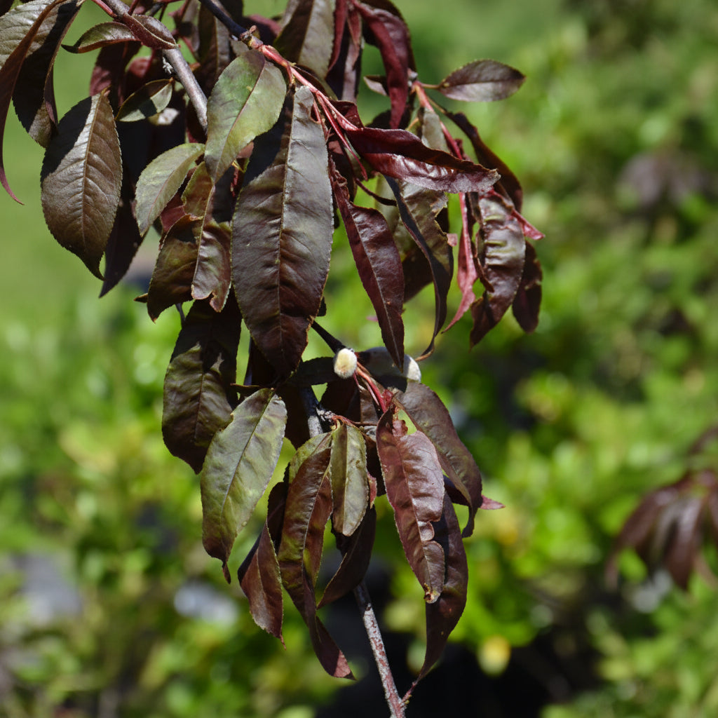 Crimson Cascade Weeping Peach Tree Leaves