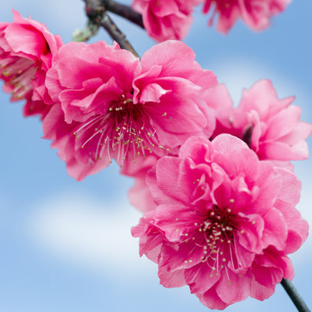 Close up of Crimson Cascade blossoms