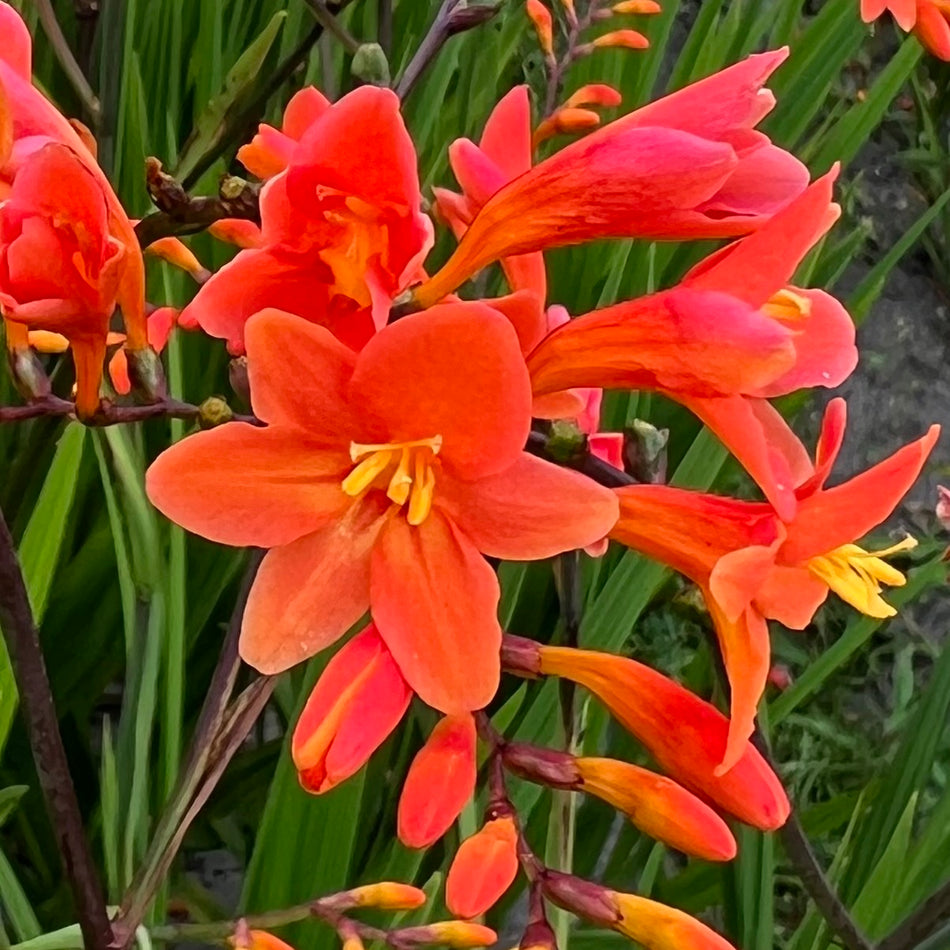 Crocosmia 'Peach Melba'