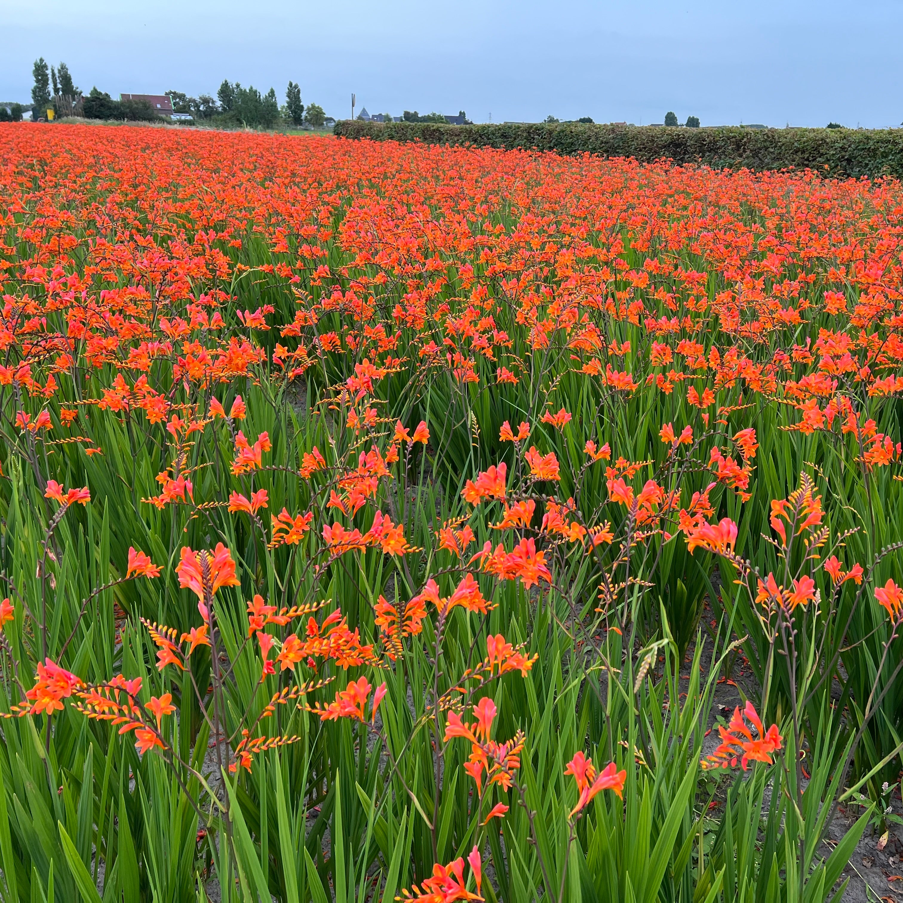 Crocosmia 'Peach Melba' – New Blooms Nursery