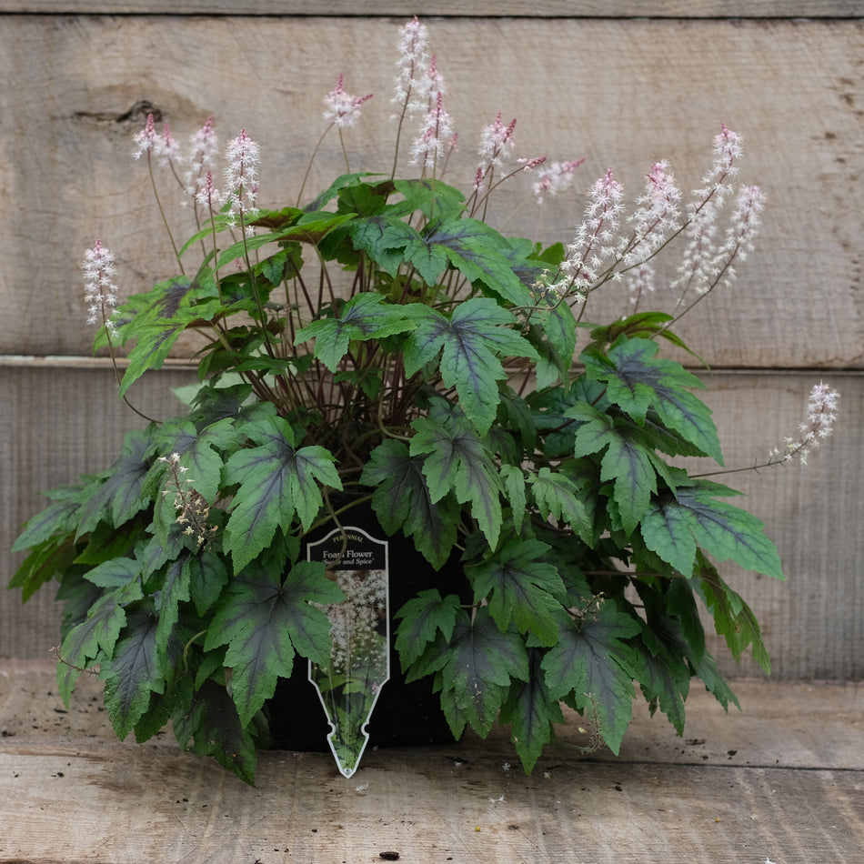 Tiarella 'Sugar and Spice' Foamflower