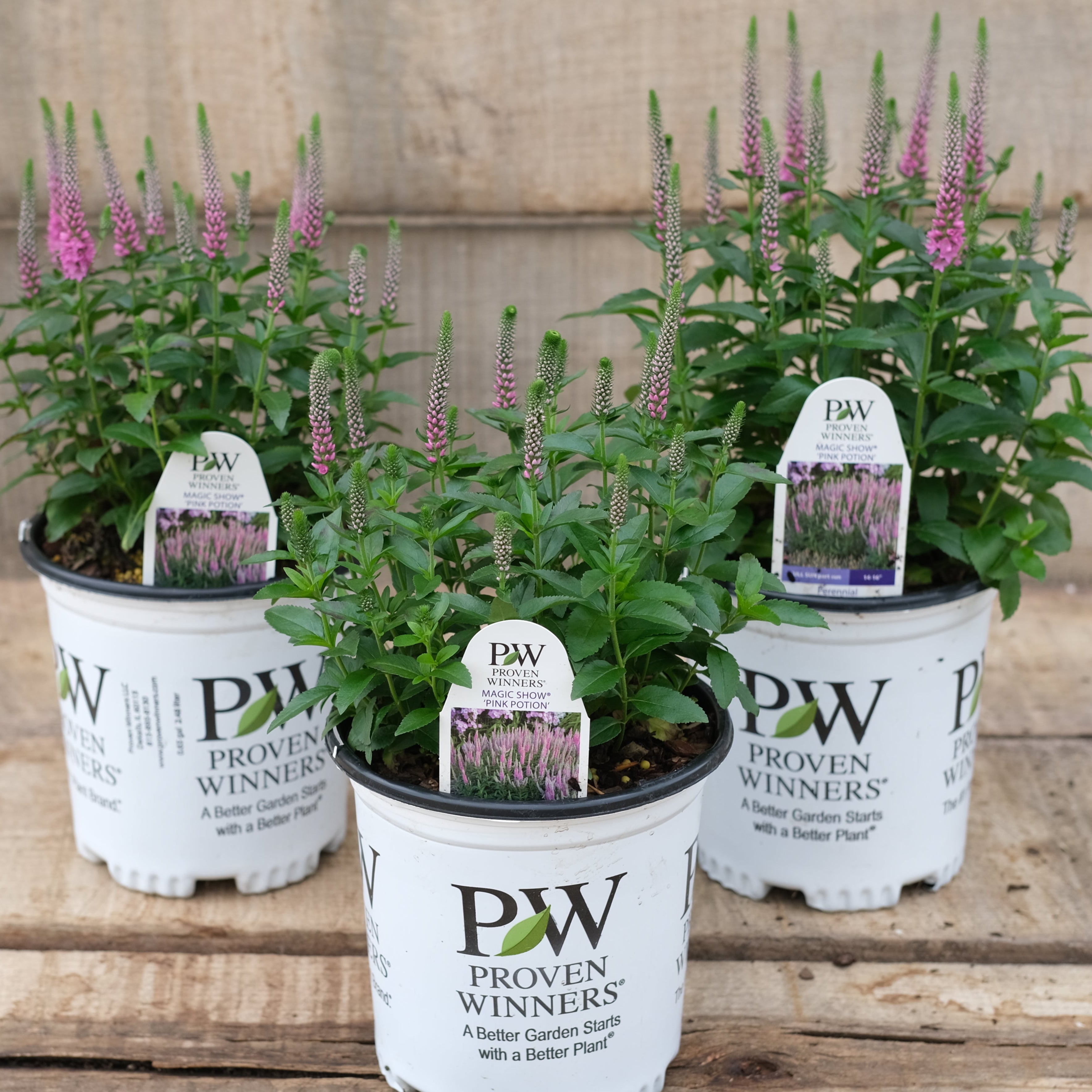 Veronica 'Pink Potion' - Spike Speedwell – New Blooms Nursery