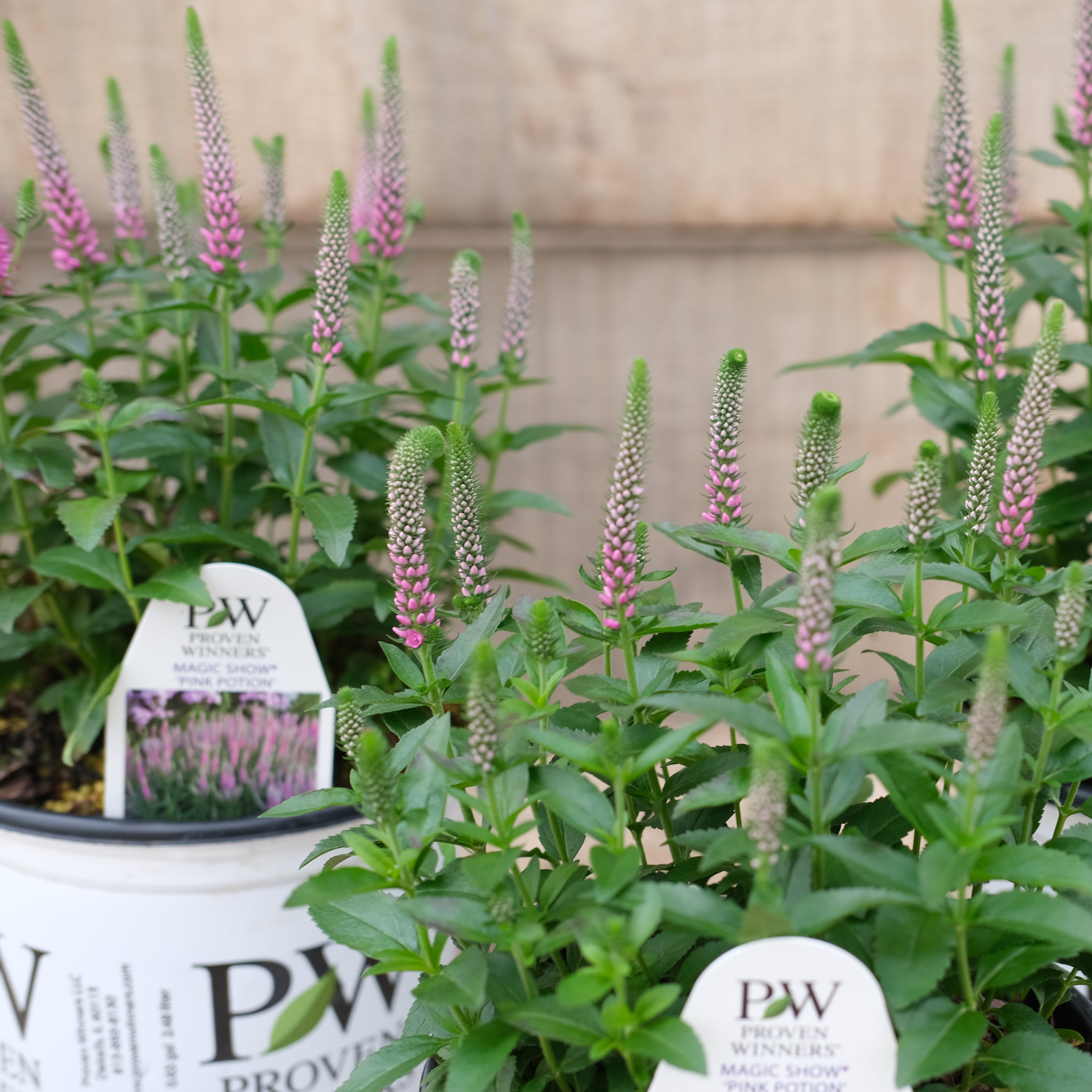 Veronica 'Pink Potion' - Spike Speedwell – New Blooms Nursery