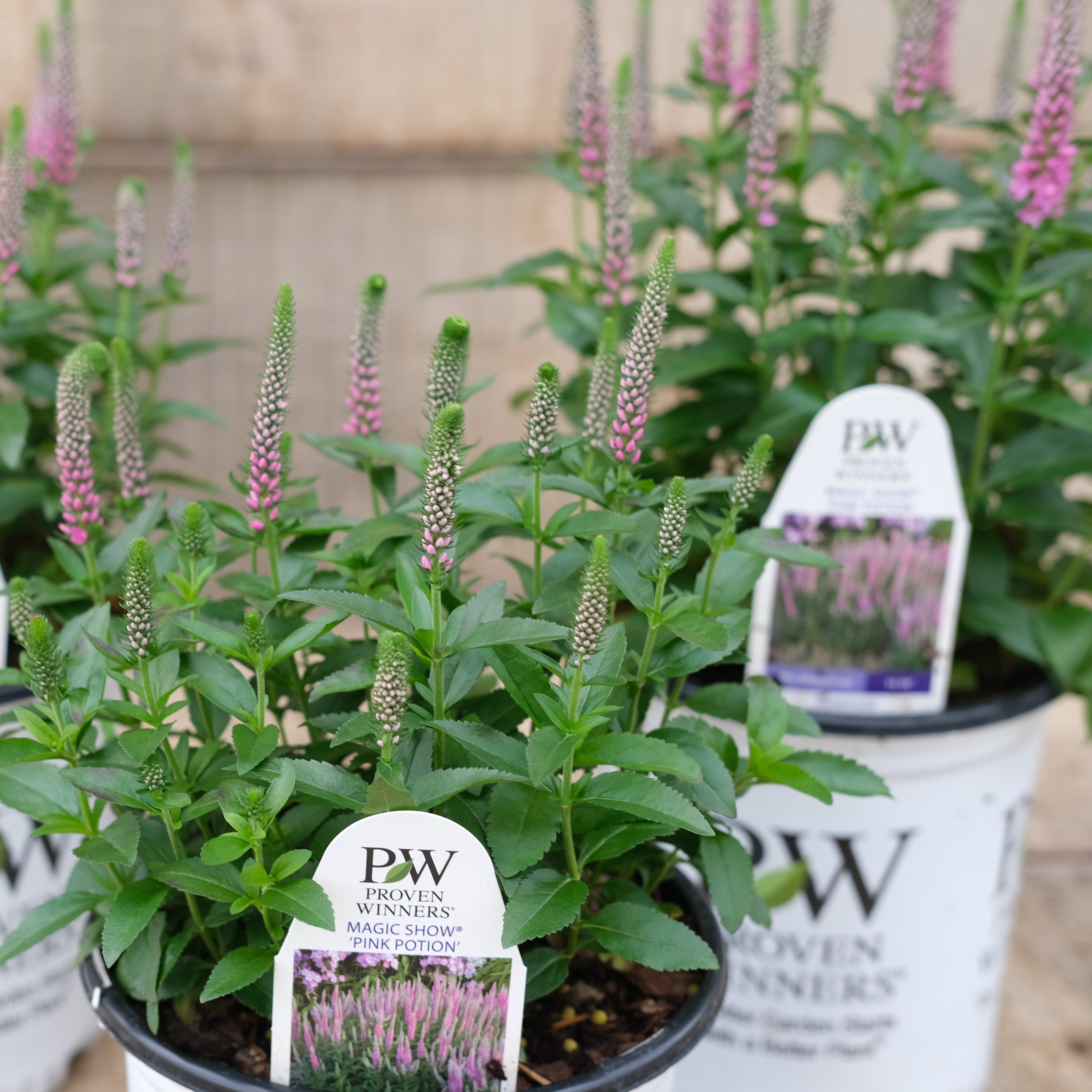 Veronica 'Pink Potion' - Spike Speedwell – New Blooms Nursery