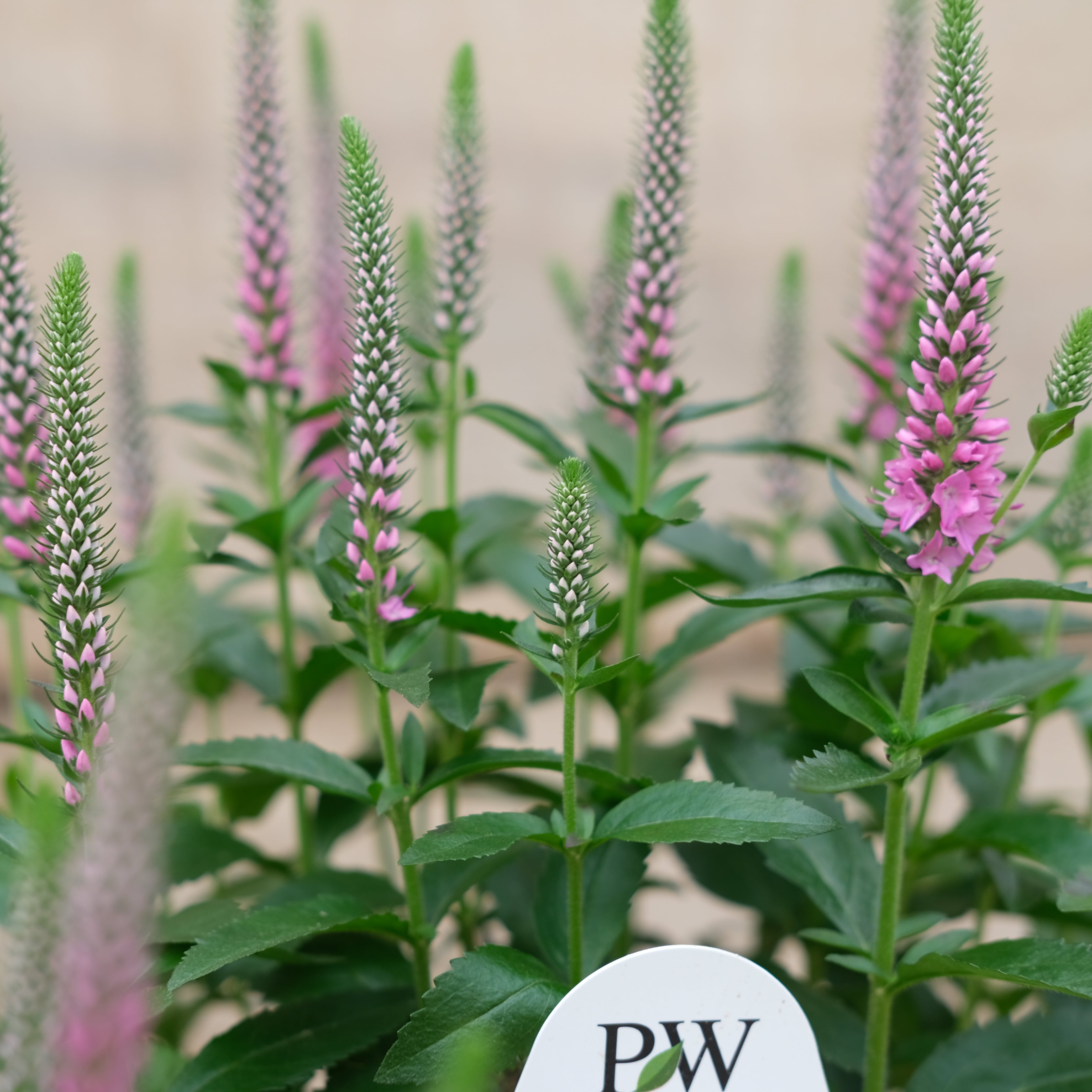 Veronica 'Pink Potion' - Spike Speedwell – New Blooms Nursery
