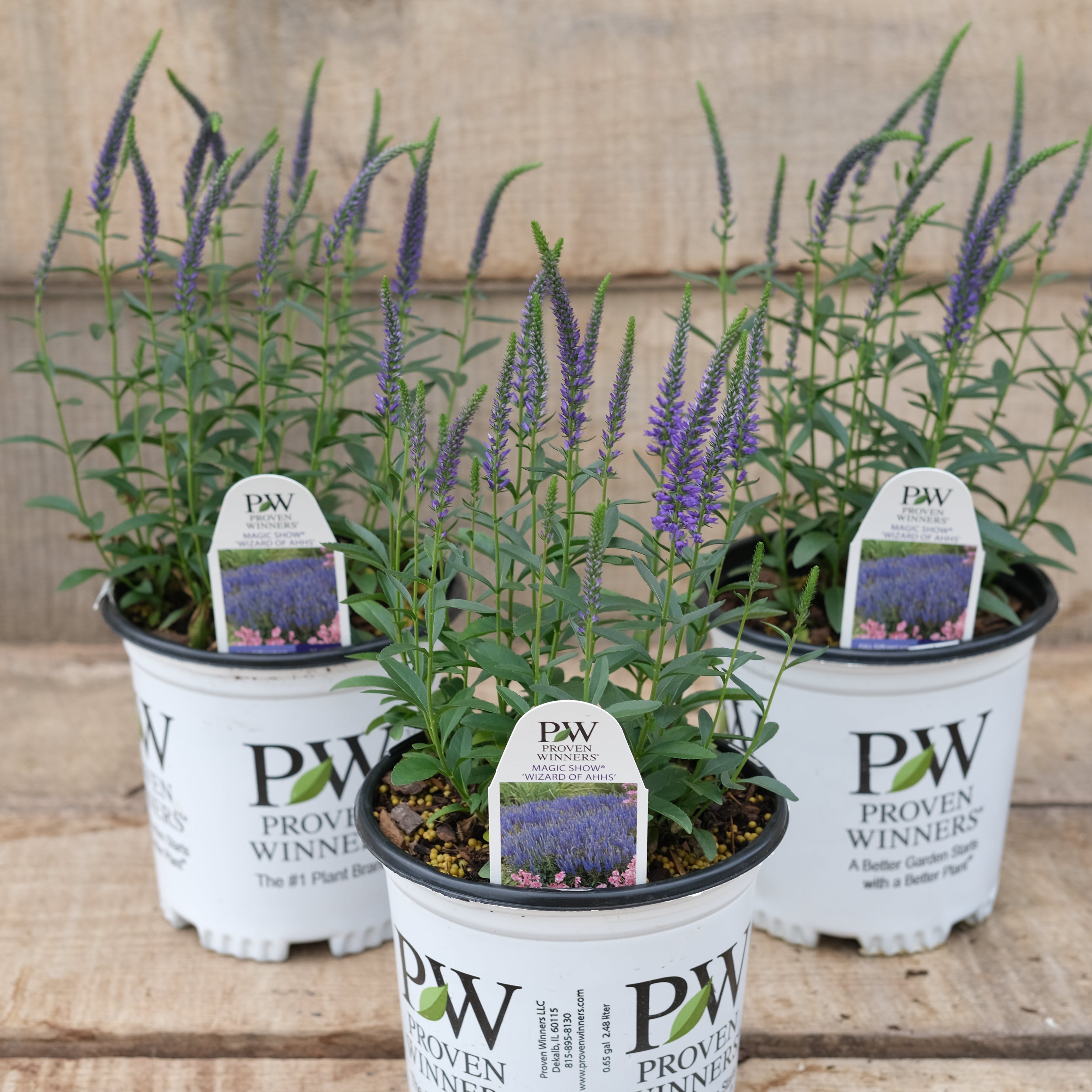 Veronica 'Wizard of Ahhs' - Spike Speedwell – New Blooms Nursery