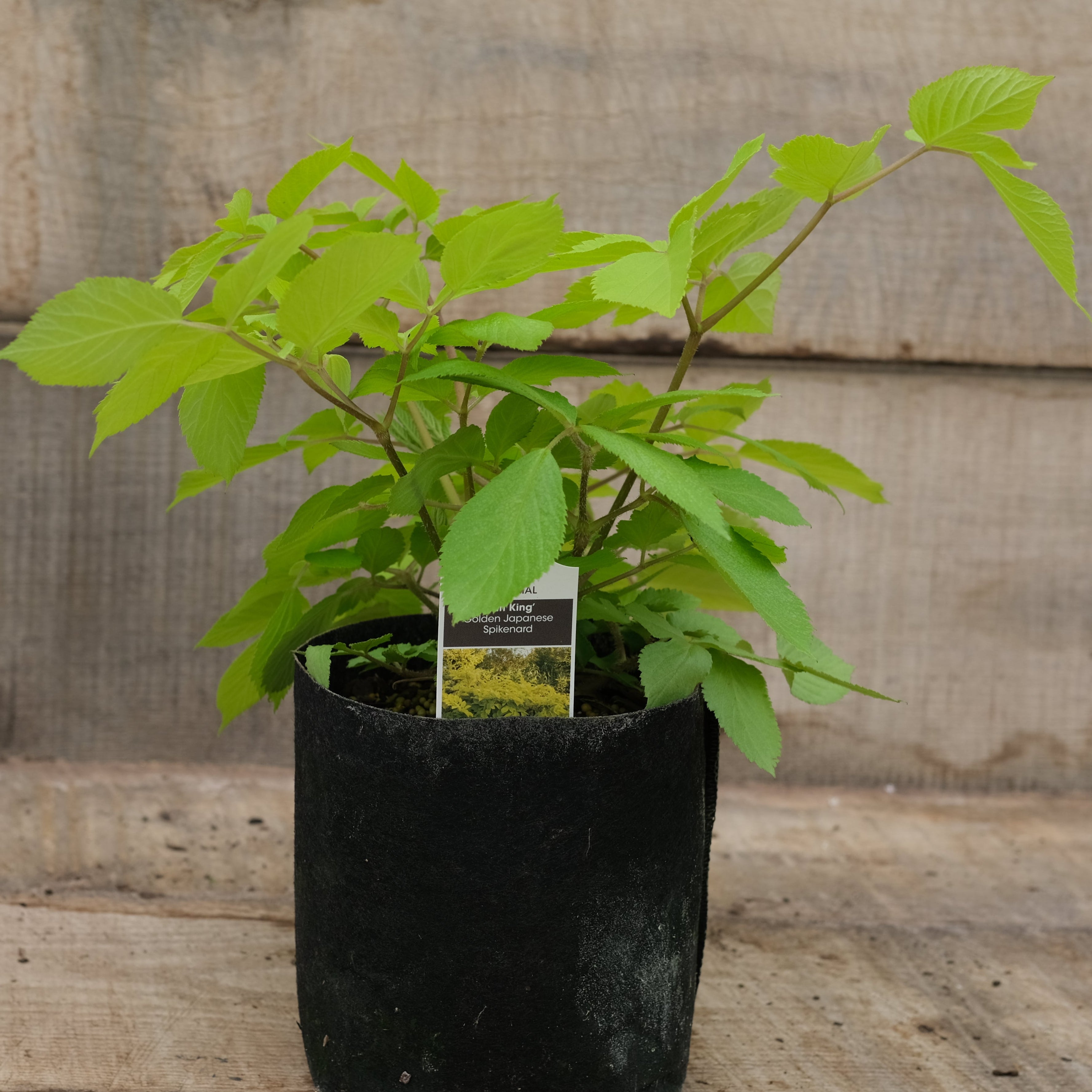 New Blooms Nursery Aralia cordata Sun King - Thumbnail 4