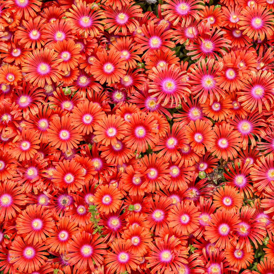 Delosperma 'Macarena' PPAF FLASHMOB™ Series