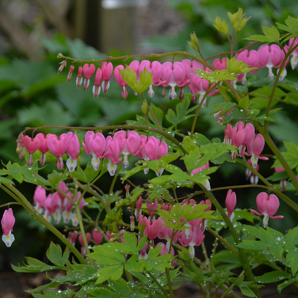 Dicentra Spectabilis - Old Fashioned Bleeding Heart