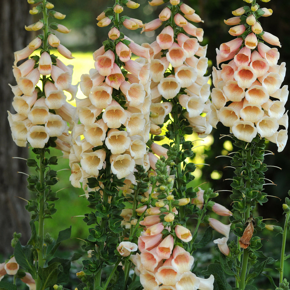Digitalis Purpurea 'Dalmatian Peach' - Foxglove