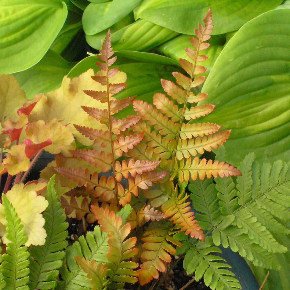 Dryopteris erythrosora Brilliance - Autumn Fern