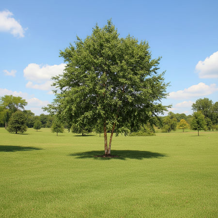Dura Heat River Birch in a park