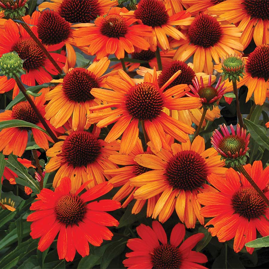 Echinacea Kismet Intense Orange - Coneflower