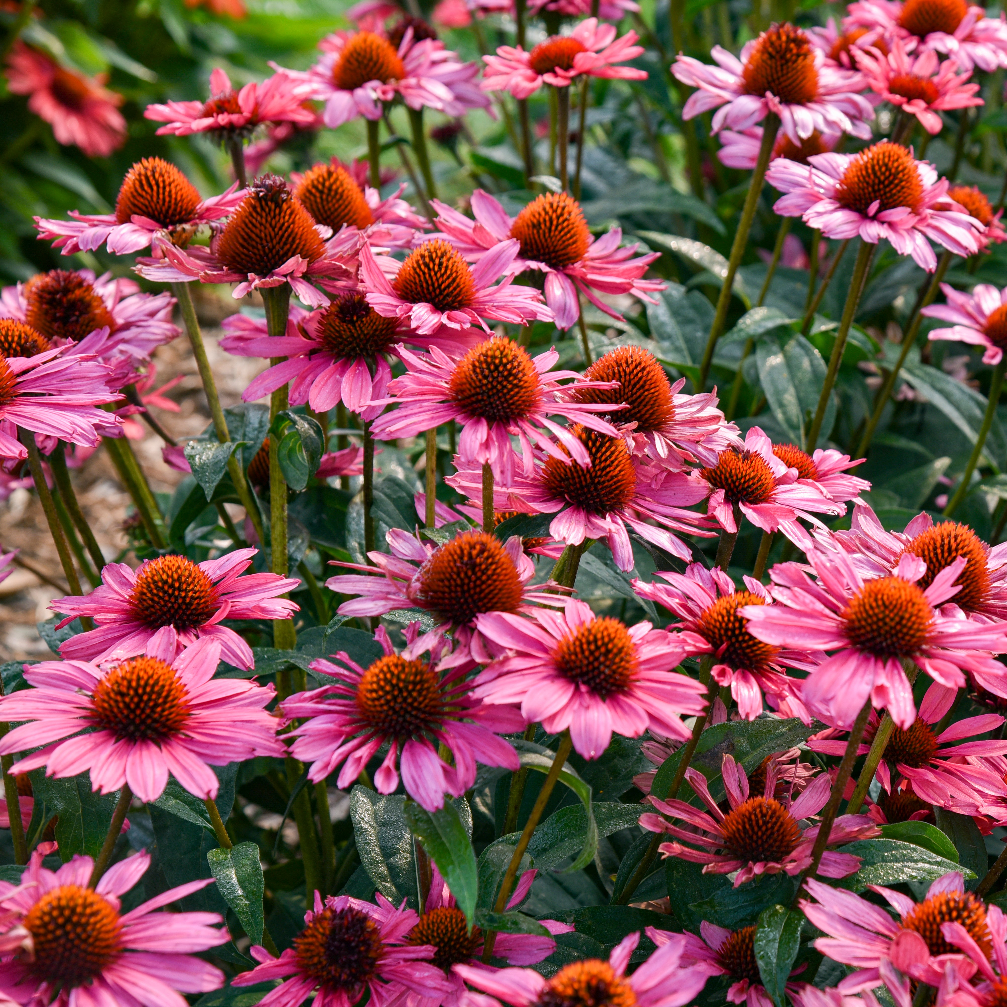 Echinacea Eye-Catcher® Coral Craze - Coneflower – New Blooms Nursery