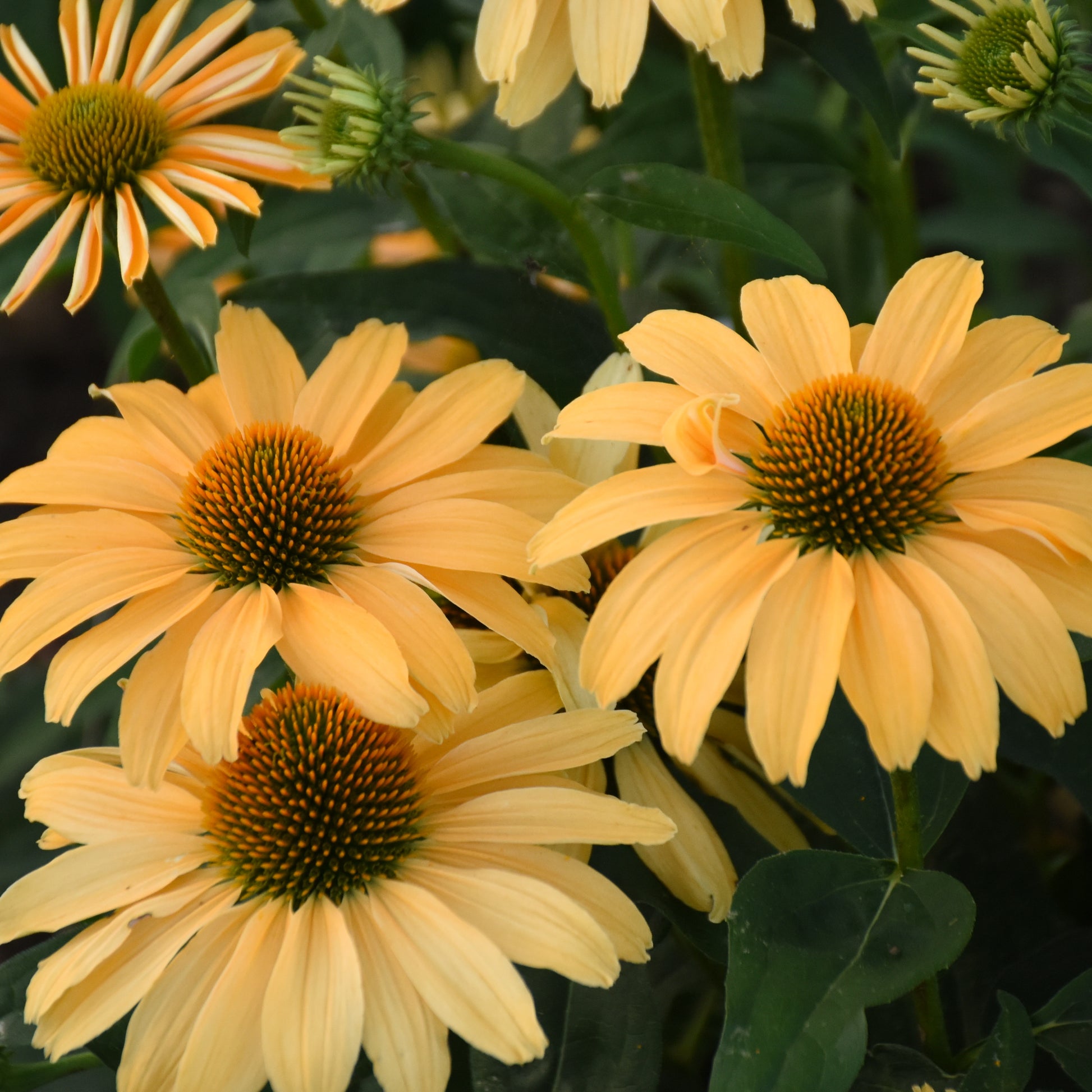 echinacea mellow yellow seeds Echinacea One in a Melon