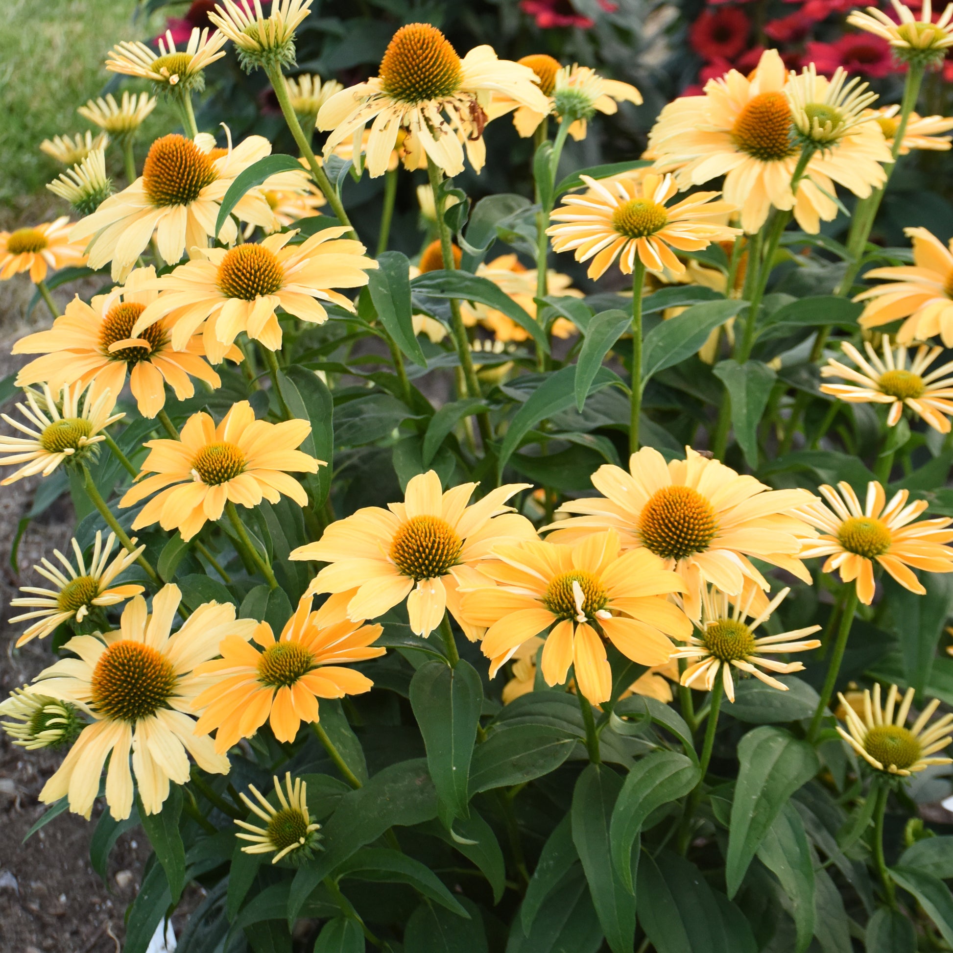 echinacea mellow yellow seeds Echinacea One in a Melon