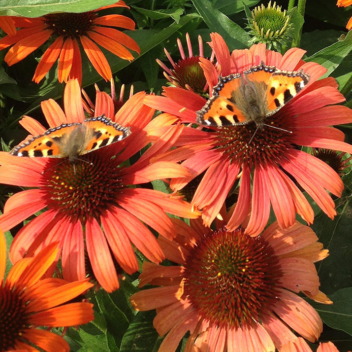 Plants Nouveau Echinacea Coneflower - Thumbnail 3