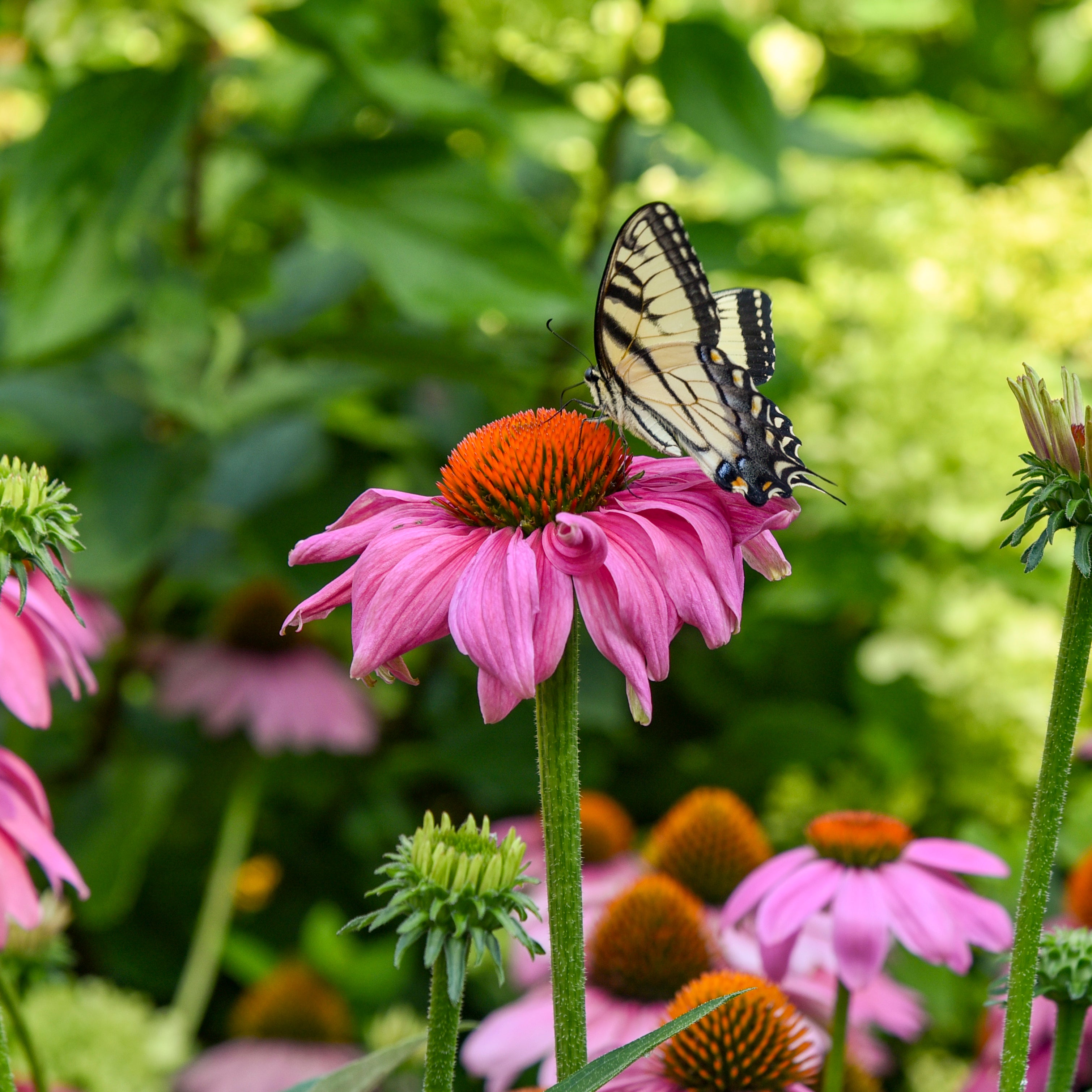 Echinacea SUMMERSONG Firefinch